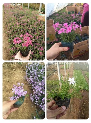 【宿根叢生福祿考芝櫻花價格供應(yīng)|專花海設(shè)計及施工,園藝造型,花卉苗木種植銷售,園林綠化工程施工,花卉種子銷售,農(nóng)業(yè)花卉技術(shù)指導(dǎo);花卉用品,花卉資材,溫室工程設(shè)計,施工,溫室骨架,溫室資材及配件銷售青州市盛諾溫室園藝商鋪