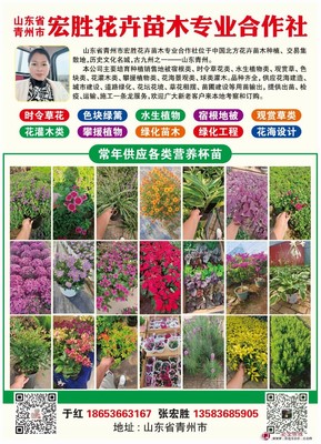 滿天星 易種植 喜冷涼氣候 布置花壇花帶 適應(yīng)能力較強 青州宏勝花卉